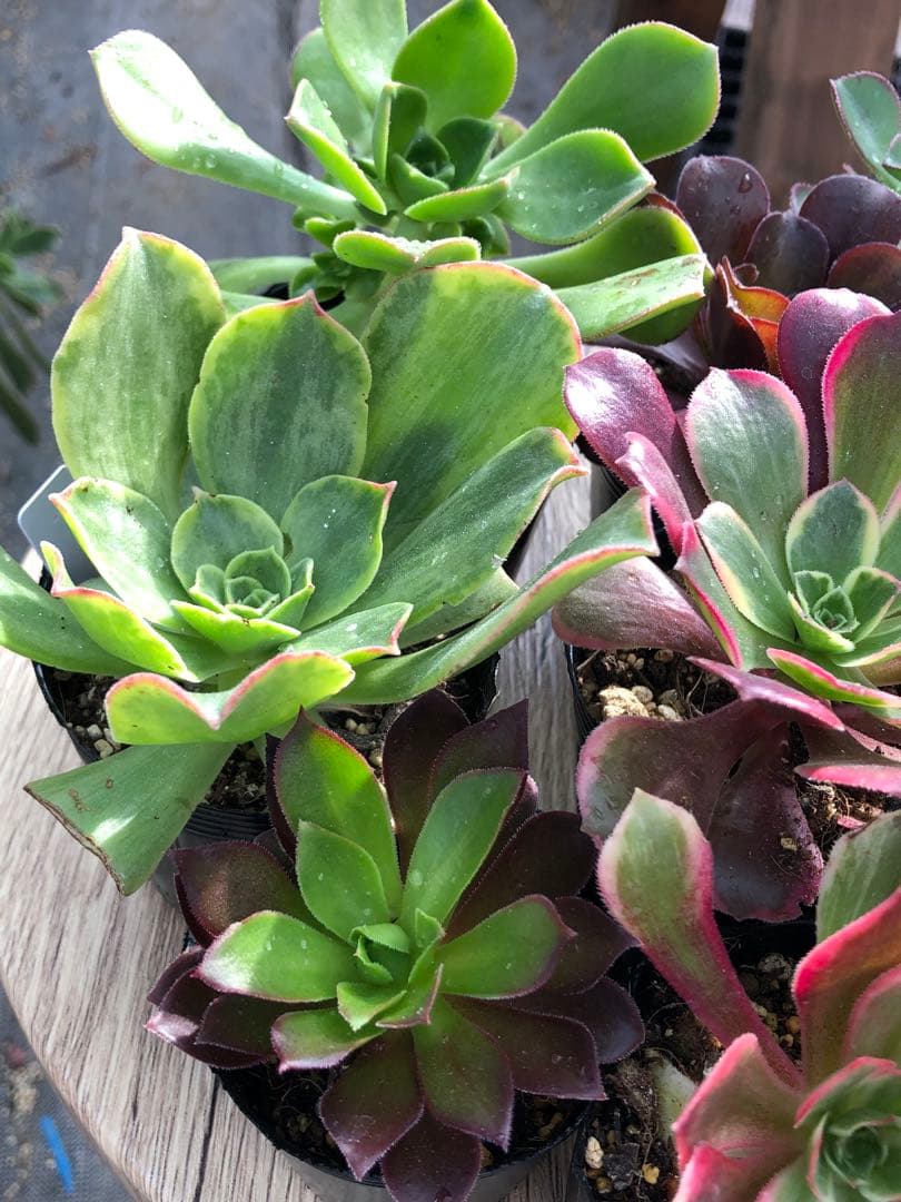 アエオニウム 10品種♡抜き苗セット⑨