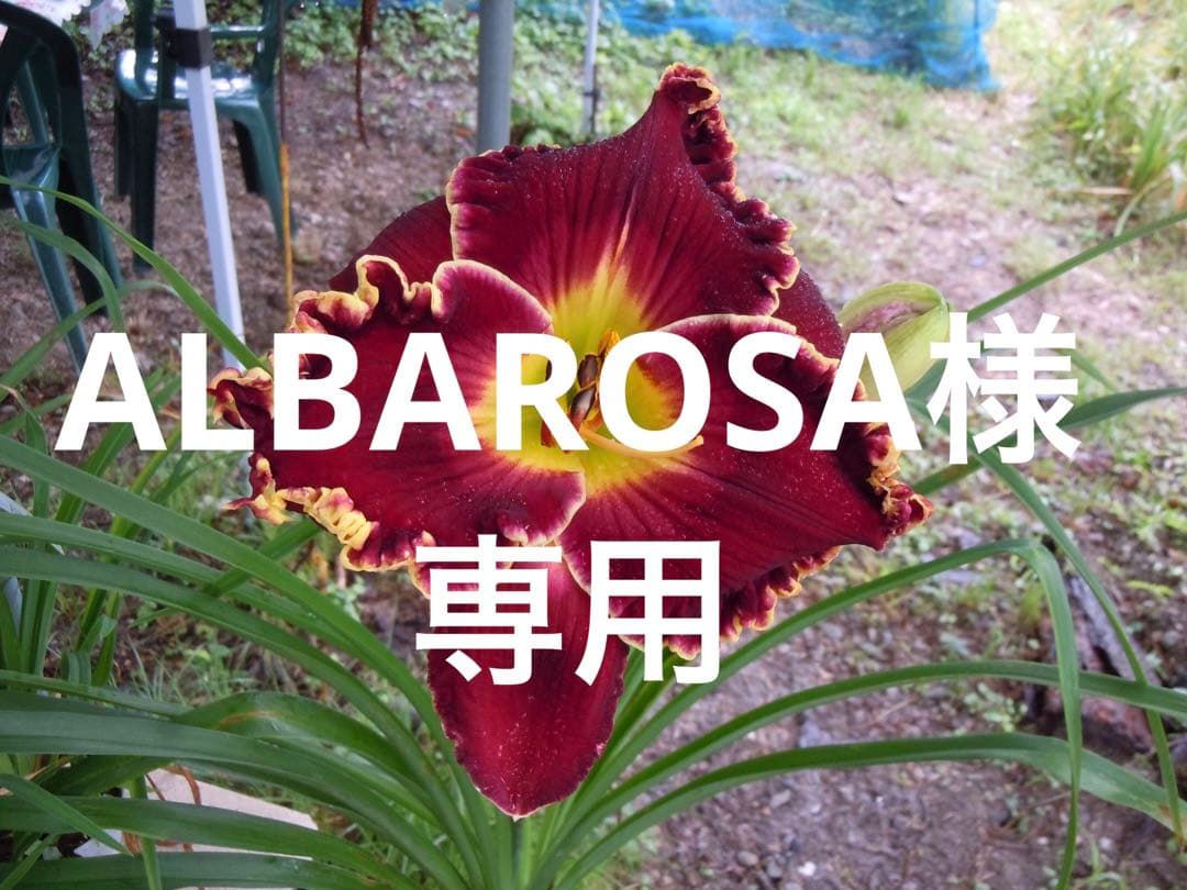 ALBAROSAリコリス、ヘメロカリスセット