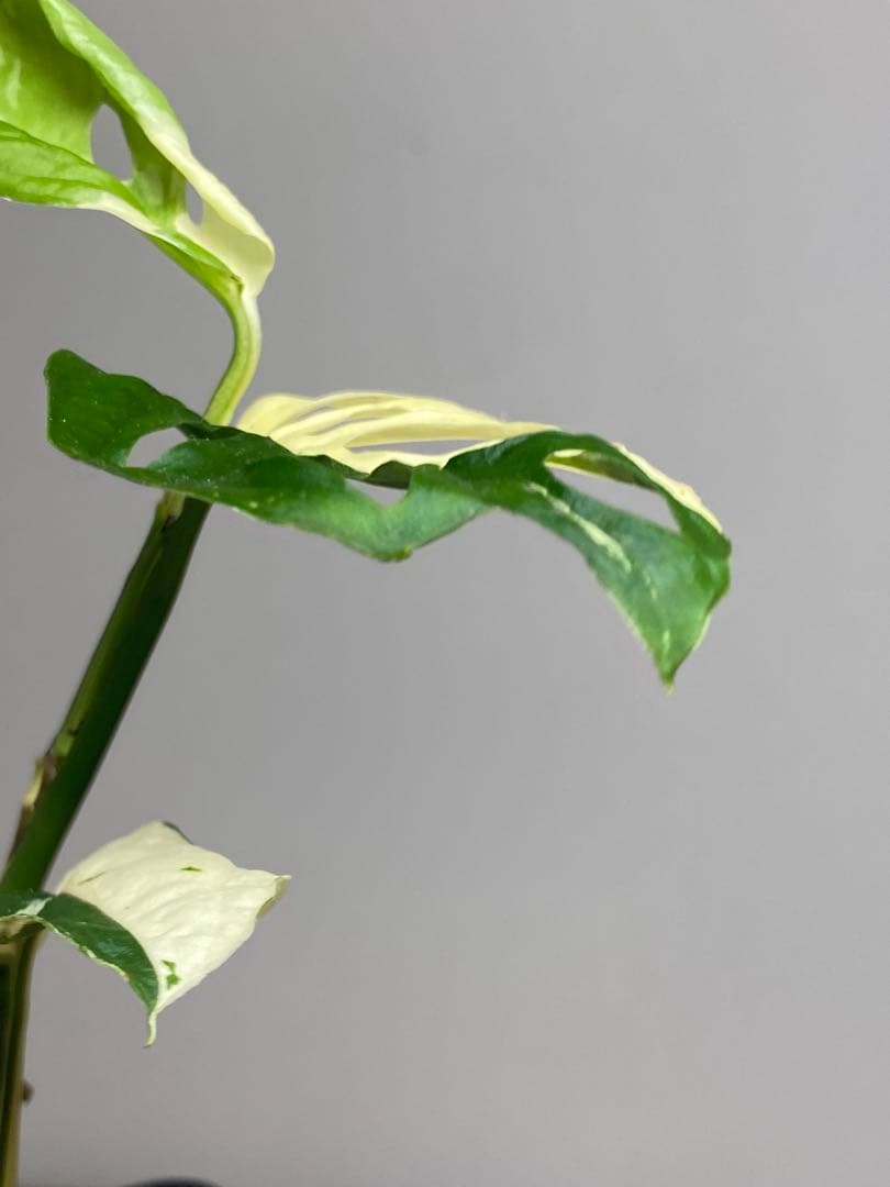 【超希少‼️】モンステラ　アクミナータ　斑入り　レア