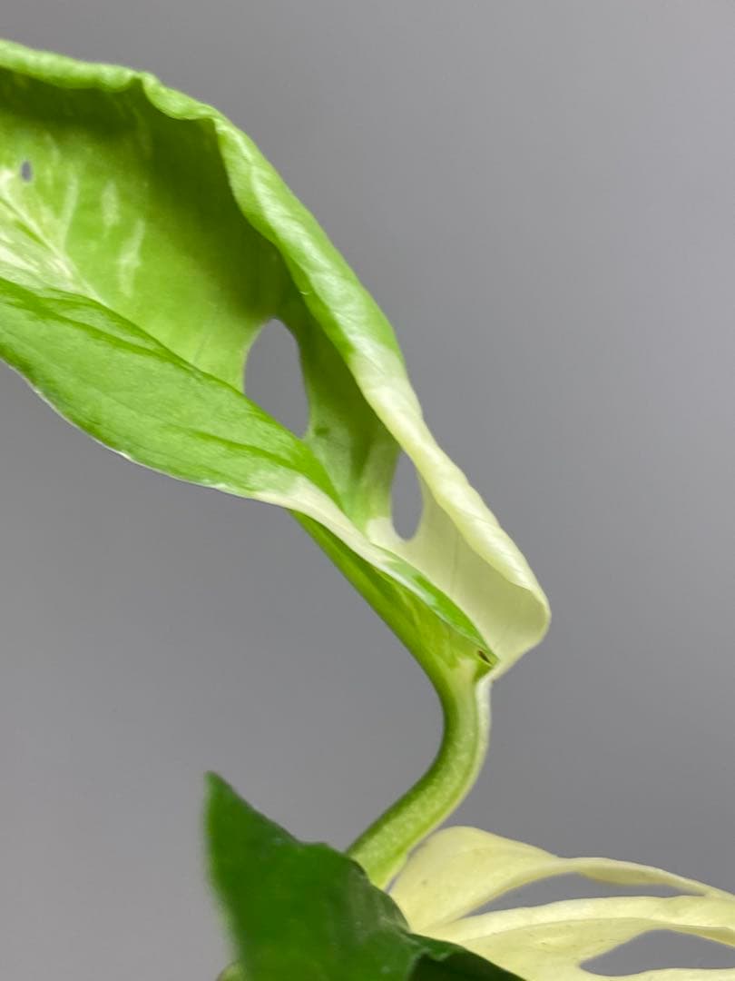 【超希少‼️】モンステラ　アクミナータ　斑入り　レア