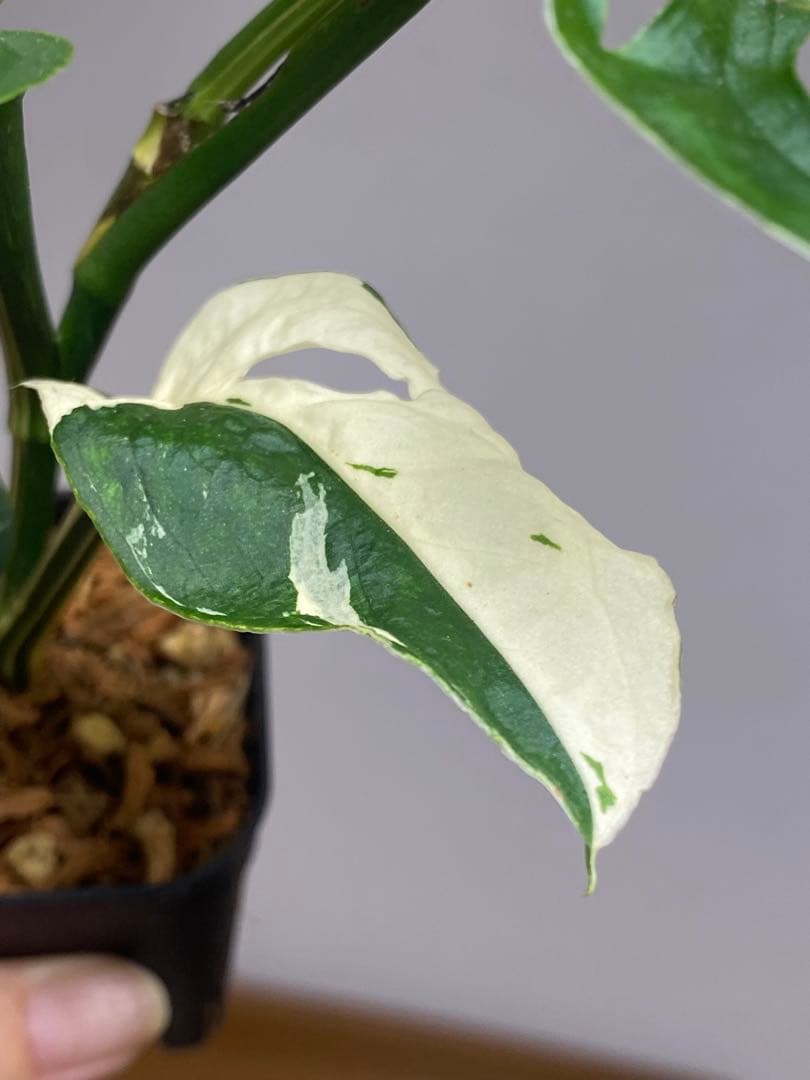 【超希少‼️】モンステラ　アクミナータ　斑入り　レア