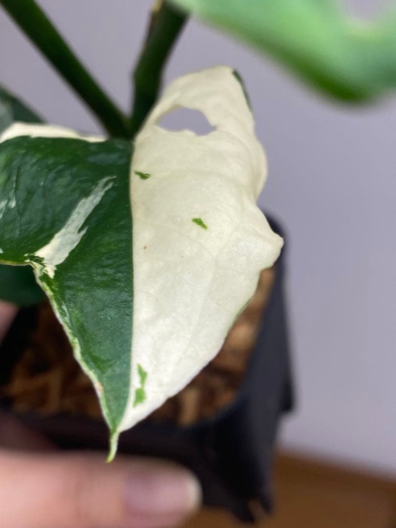 【超希少‼️】モンステラ　アクミナータ　斑入り　レア