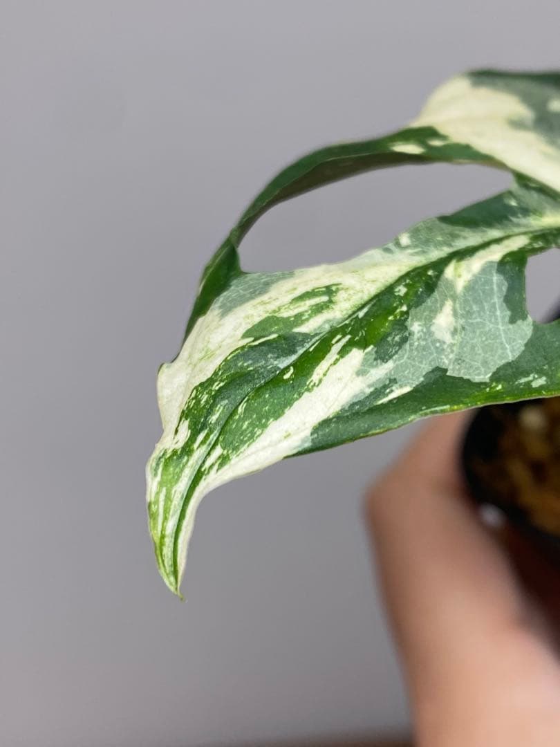 【超希少‼️】モンステラ　アクミナータ　斑入り　レア
