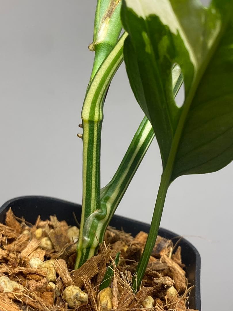 【超希少‼️】モンステラ　アクミナータ　斑入り　レア