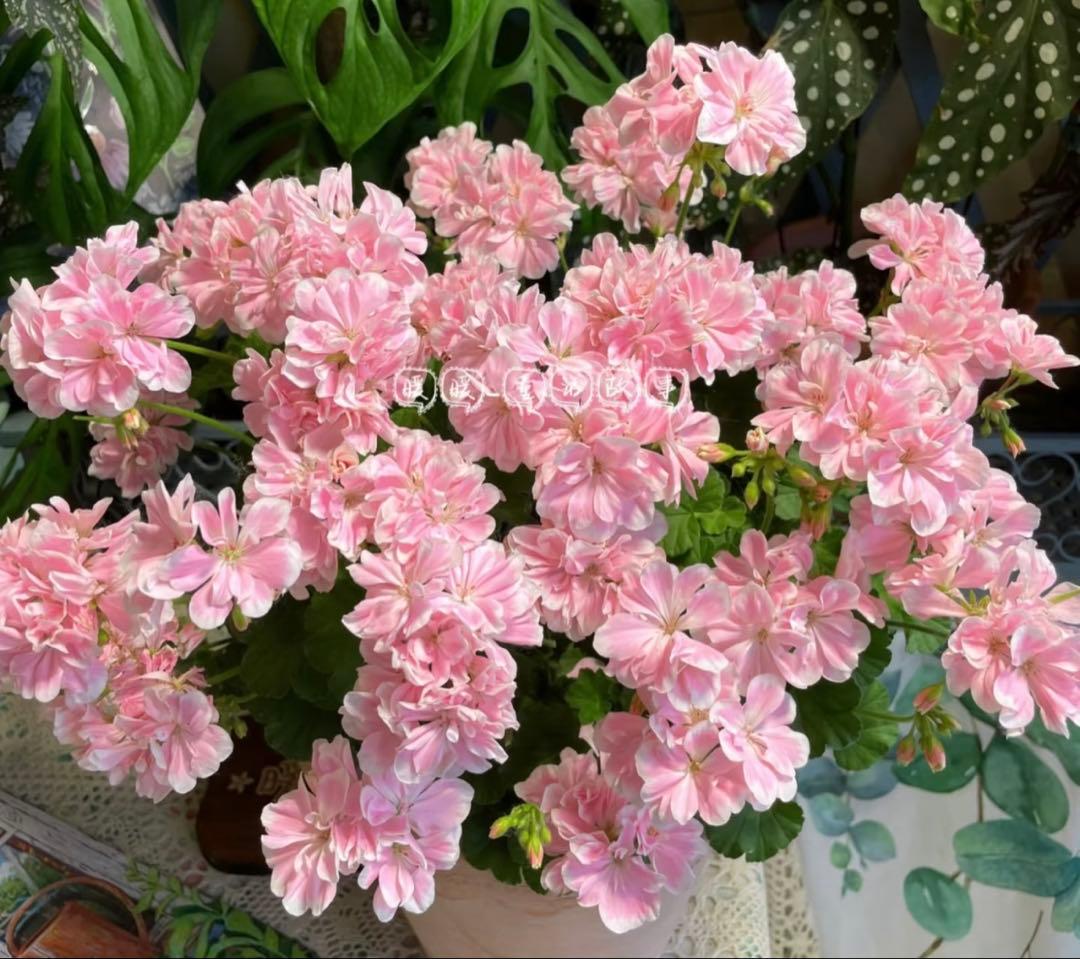 蕾付き　日本初ゼラニウム　希少品種ゼラニウム 成長が早い品種脇芽いっぱいdw02