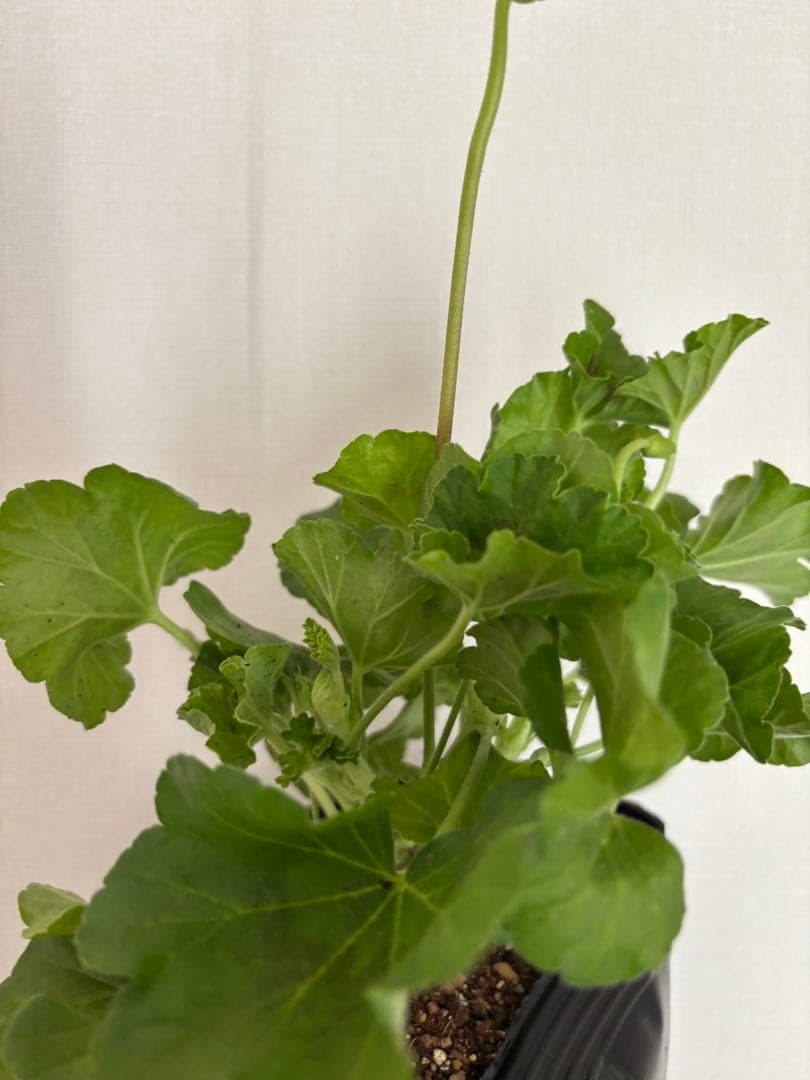 蕾付き　日本初ゼラニウム　希少品種ゼラニウム 成長が早い品種脇芽いっぱいdw02