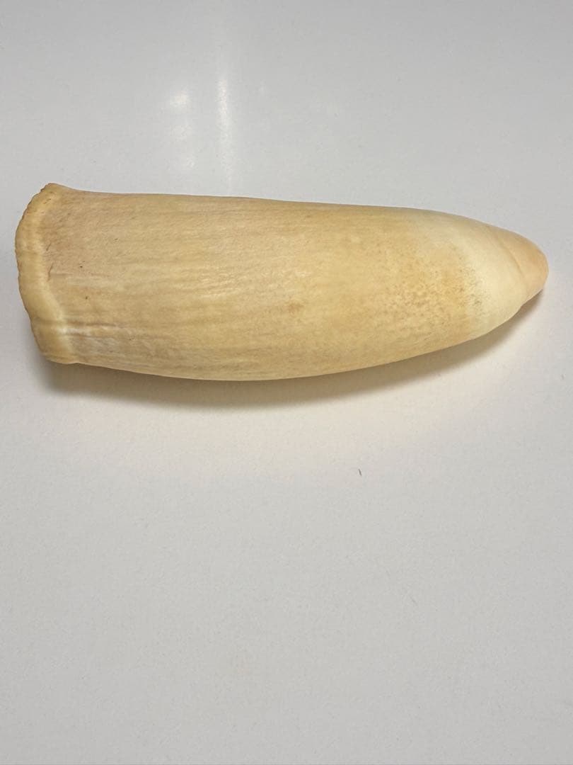 O*)様 天然素材 マッコウクジラ 歯 重さ181g 根付 鯨歯 印材 置物 彫