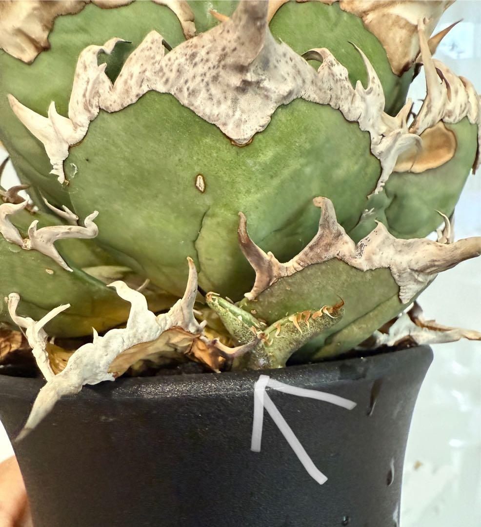 【鉢ごと発送】アガベ チタノタ スーパーシーザー 活着【超バンド・強トップ子株付