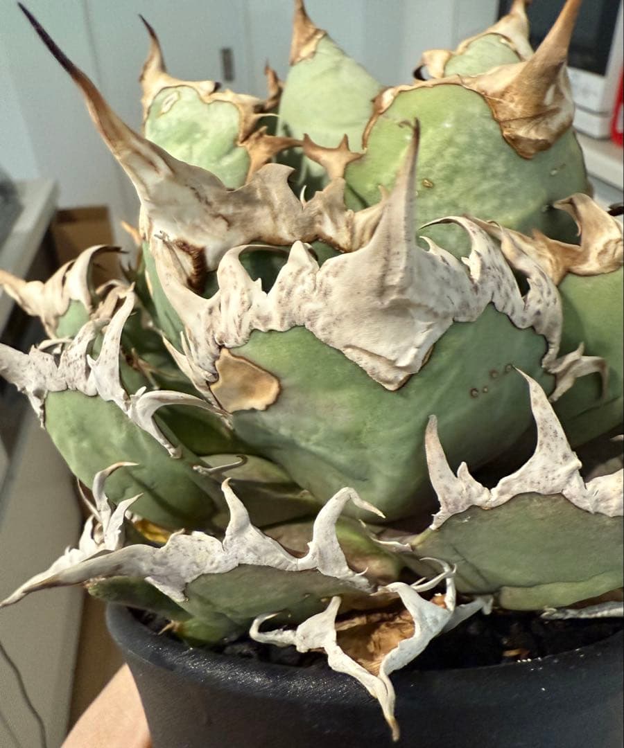 【鉢ごと発送】アガベ チタノタ スーパーシーザー 活着【超バンド・強トップ子株付