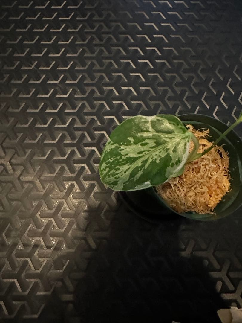 モンステラ　バルバソー　バルバソウ　bulbasaur フシギダネ