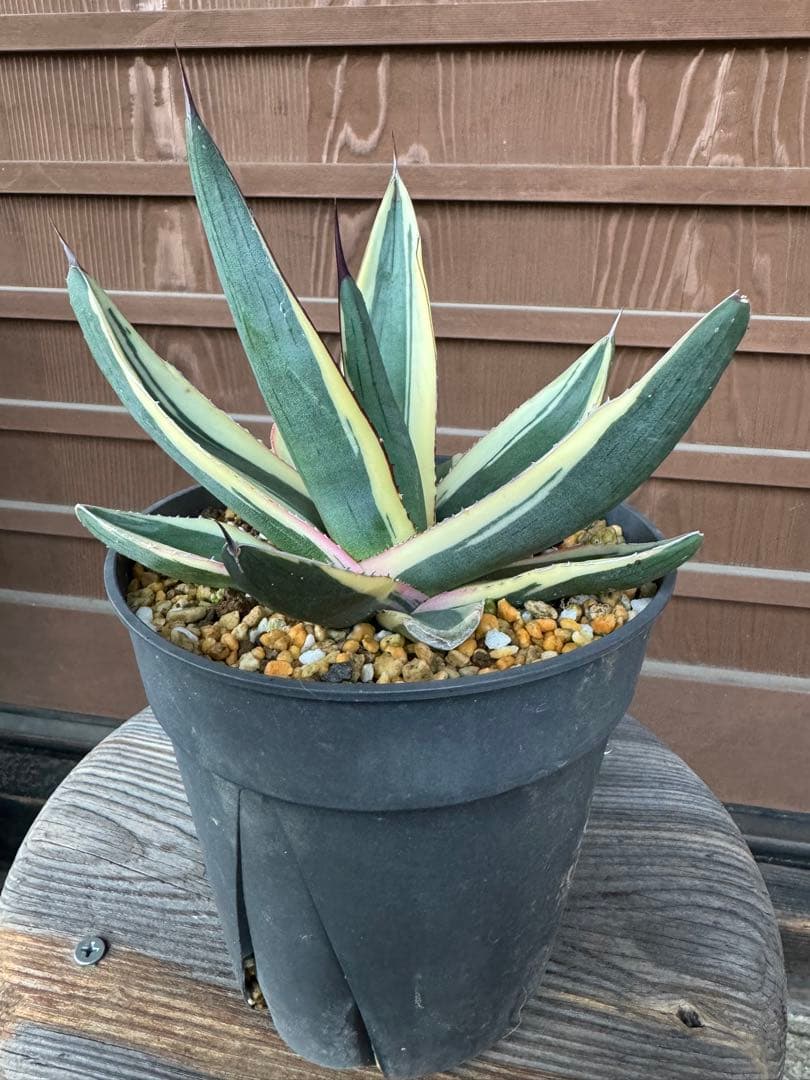 アガベ Agave   Sharkskin  Great White Shark 133