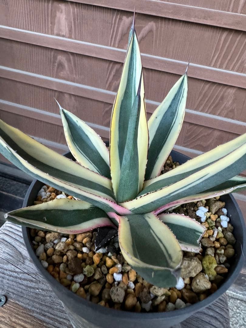 アガベ Agave   Sharkskin  Great White Shark 133