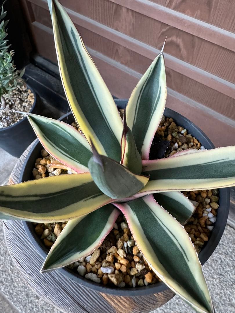 アガベ Agave   Sharkskin  Great White Shark 133