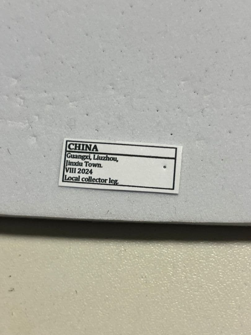 【21mm】オオシロアリ 標本 ゴキブリパラポネラ キバハリアリ ウロコアリ 蟻