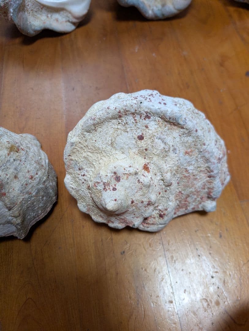 特大夜光貝14個セット　約1000g〜1800g　約17kgまとめ売り