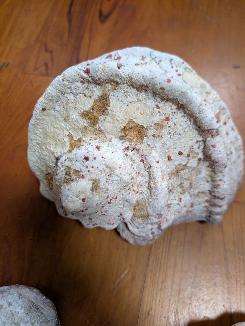 特大夜光貝14個セット　約1000g〜1800g　約17kgまとめ売り