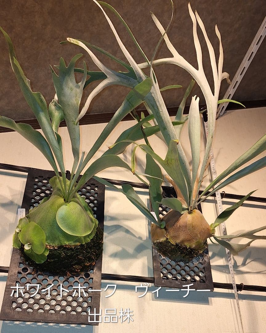 ビカクシダ✤コウモリラン　2種類