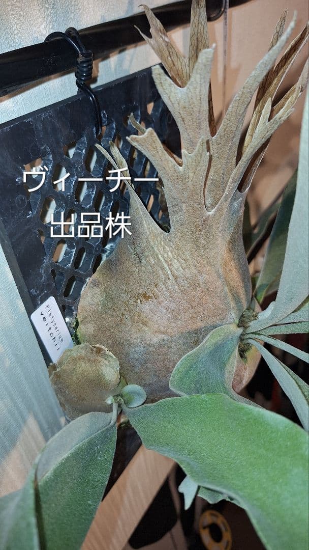 ビカクシダ✤コウモリラン　2種類