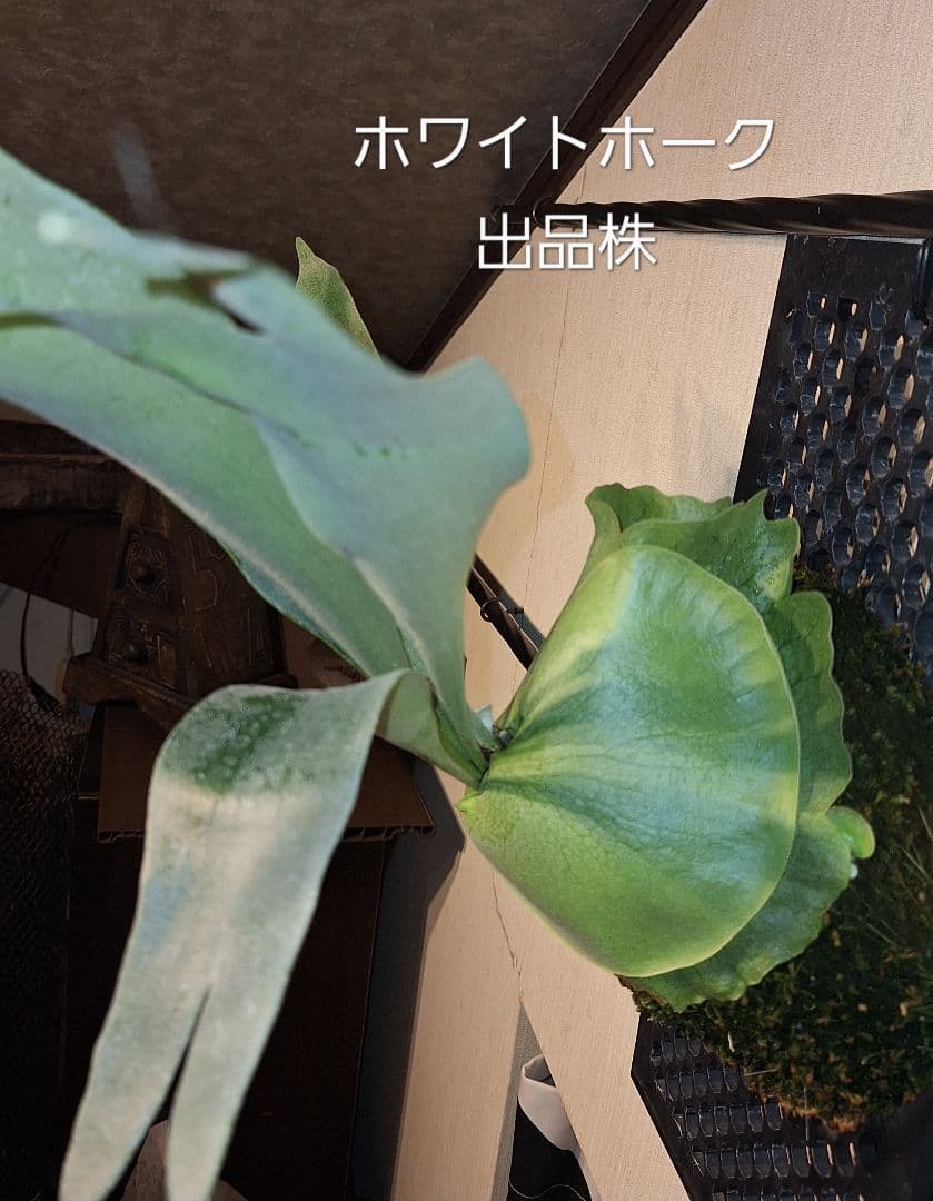 ビカクシダ✤コウモリラン　2種類