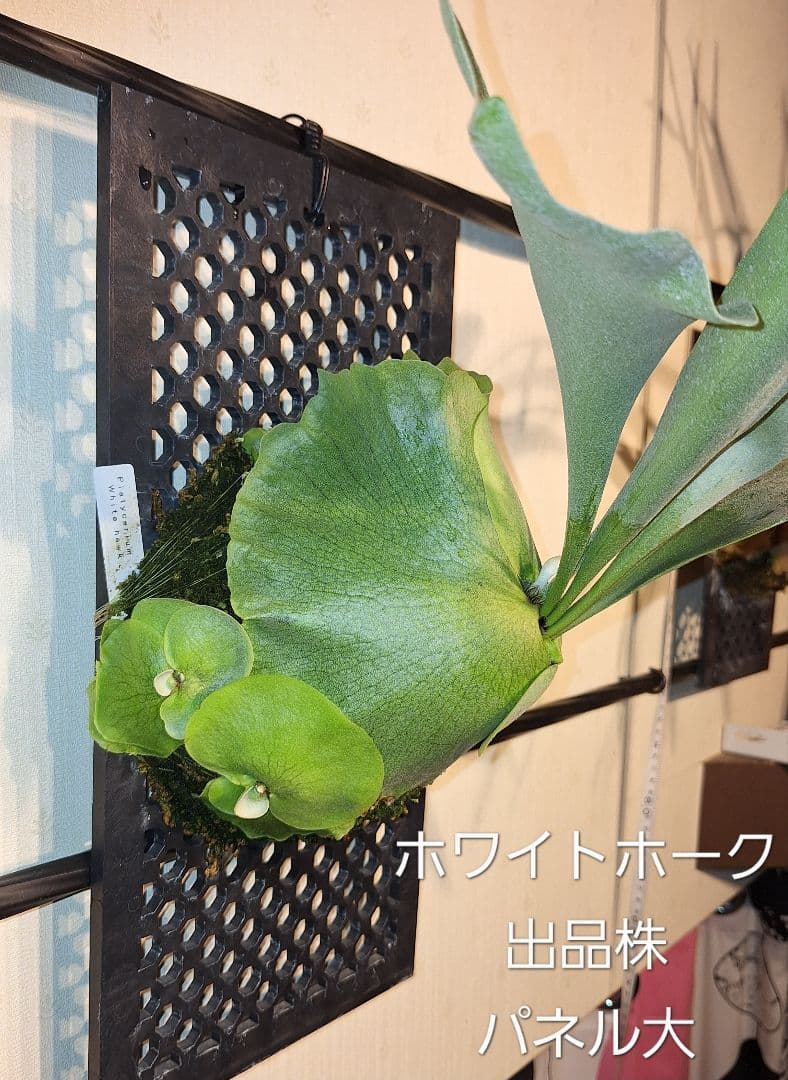 ビカクシダ✤コウモリラン　2種類