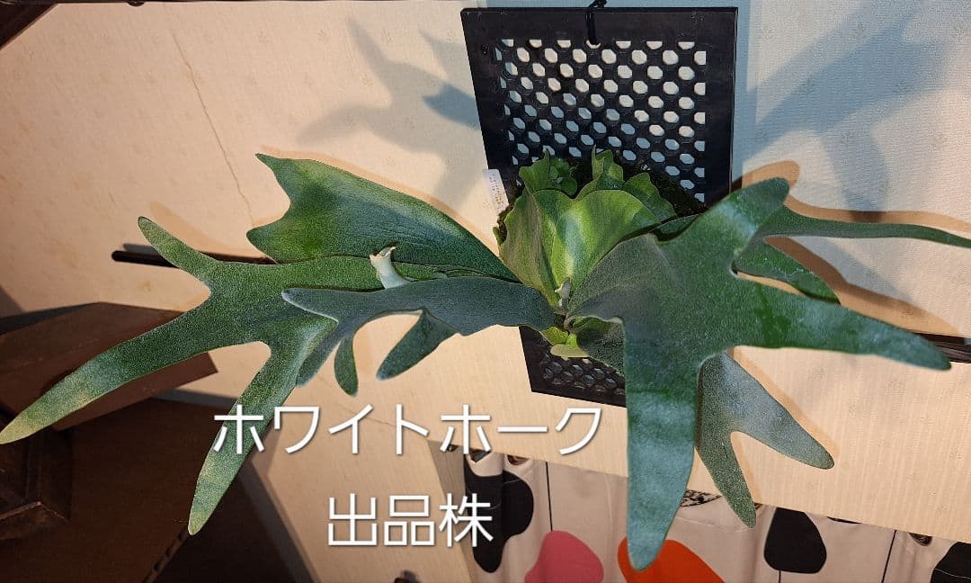 ビカクシダ✤コウモリラン　2種類