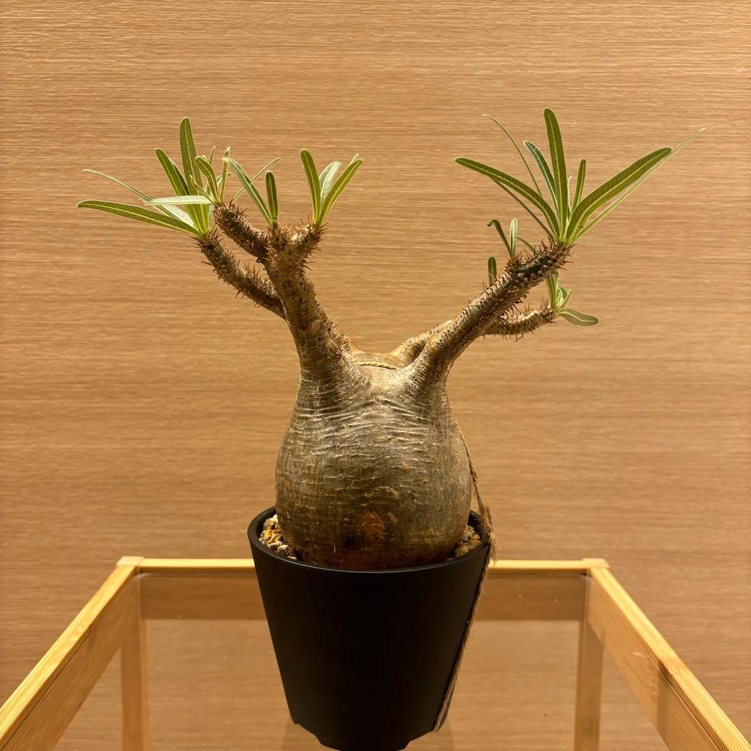 発根済 パキポディウム グラキリス 現地球 良型 塊根植物 コーデックスNO①