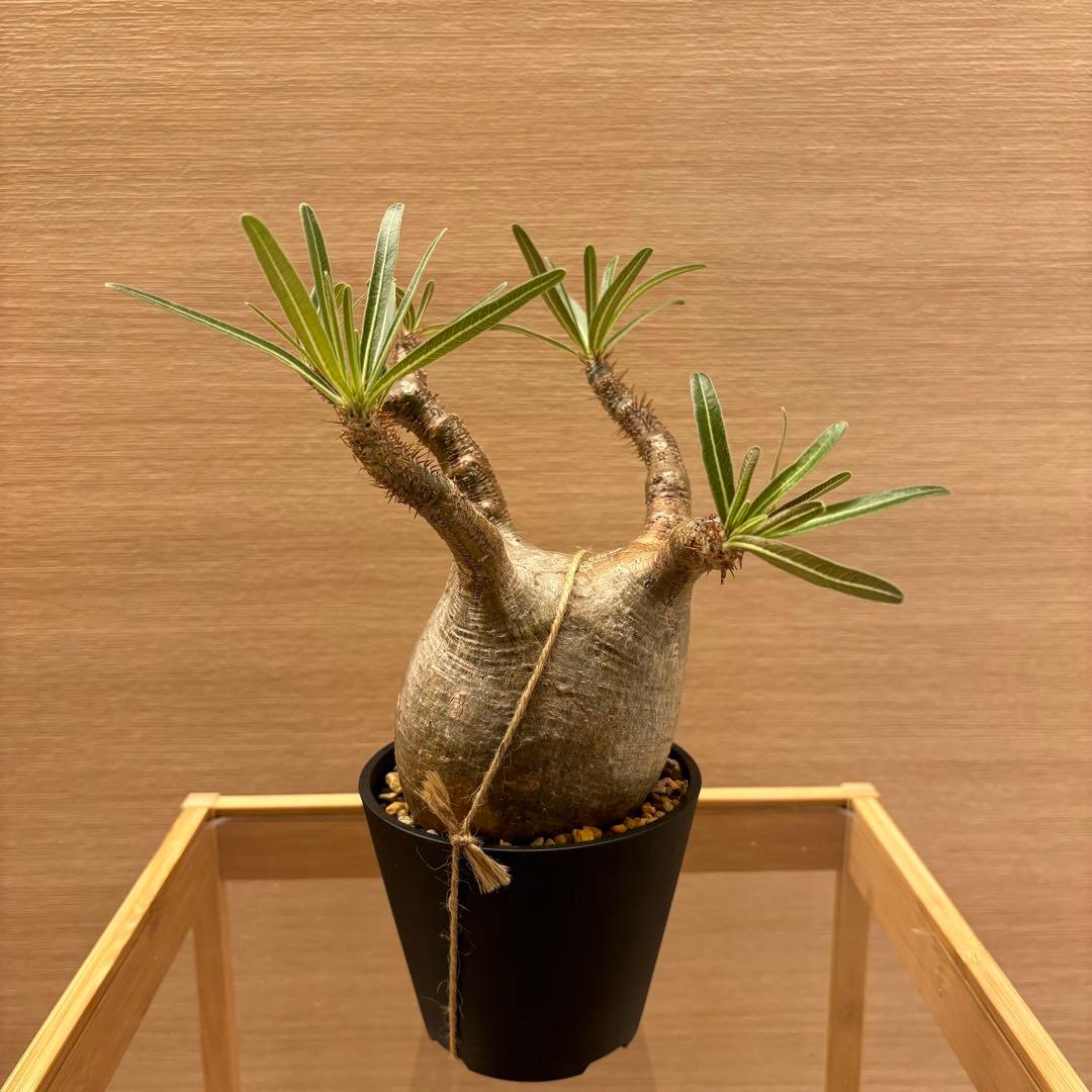 発根済 パキポディウム グラキリス 現地球 良型 塊根植物 コーデックスNO①