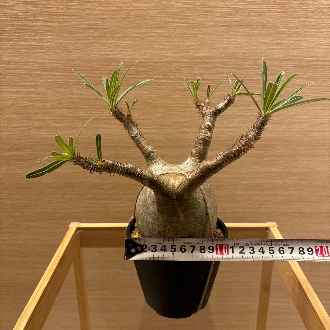 発根済 パキポディウム グラキリス 現地球 良型 塊根植物 コーデックスNO①