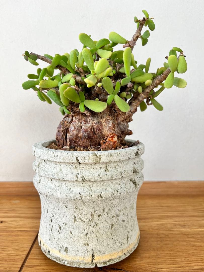 ケラリア　ピグマエア　（大谷石　鉢付き）