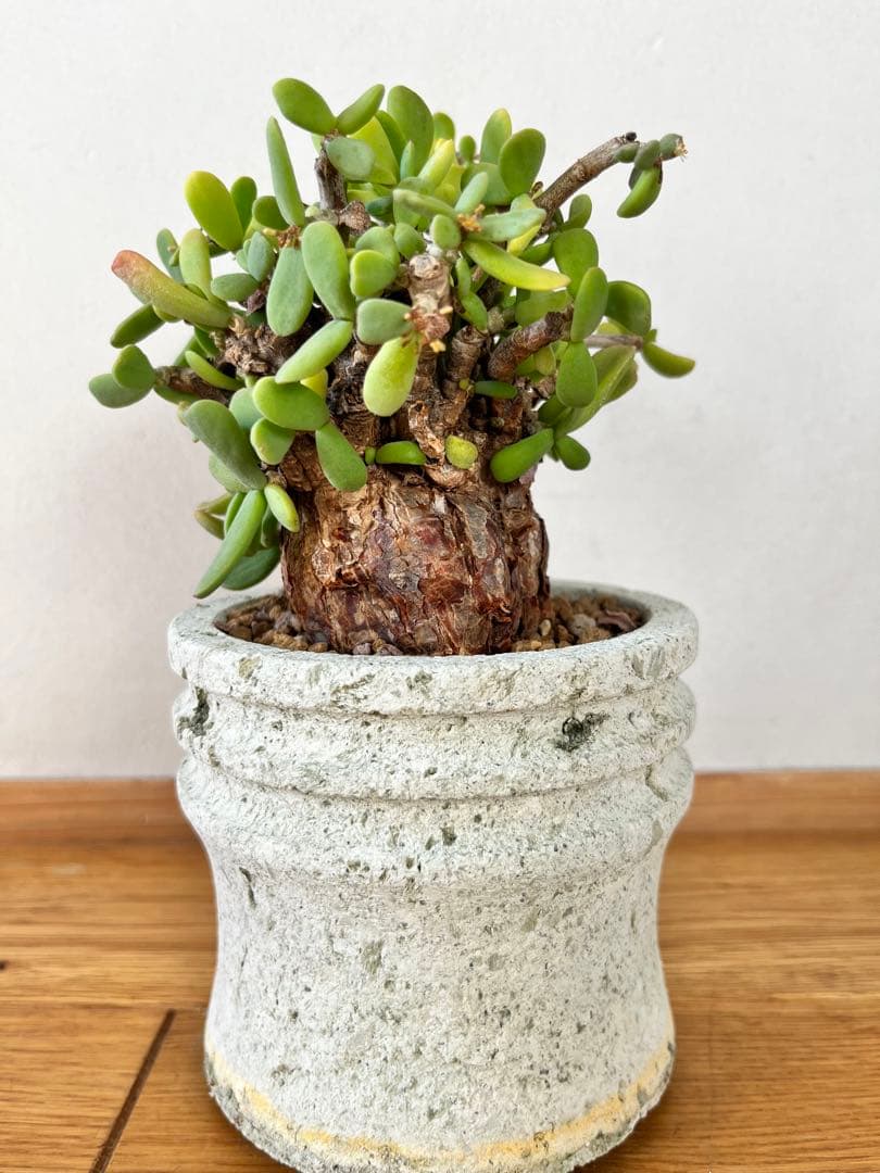 ケラリア　ピグマエア　（大谷石　鉢付き）