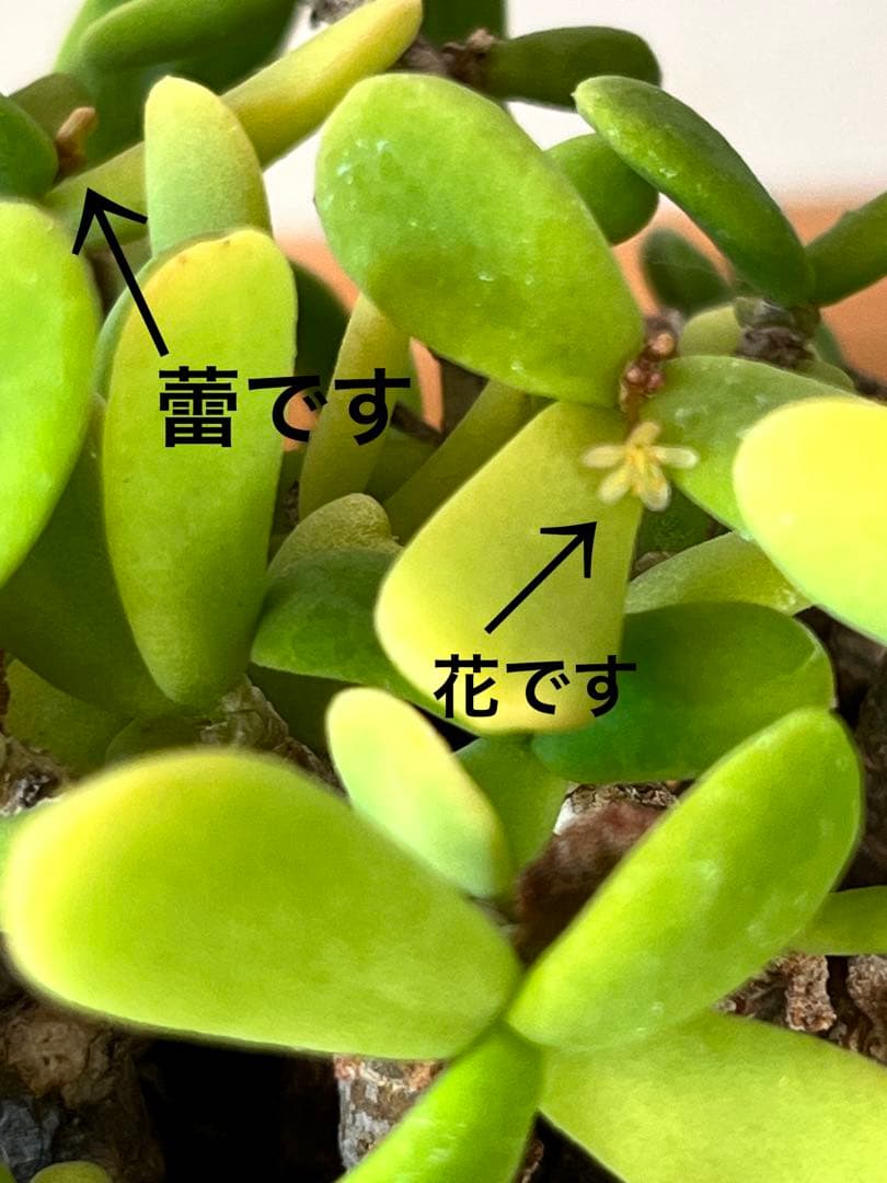 ケラリア　ピグマエア　（大谷石　鉢付き）