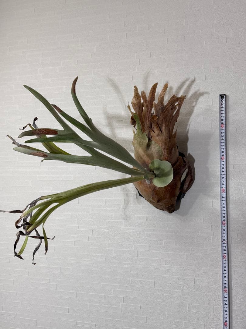 ビカクシダ　ビーチー　ベイチー