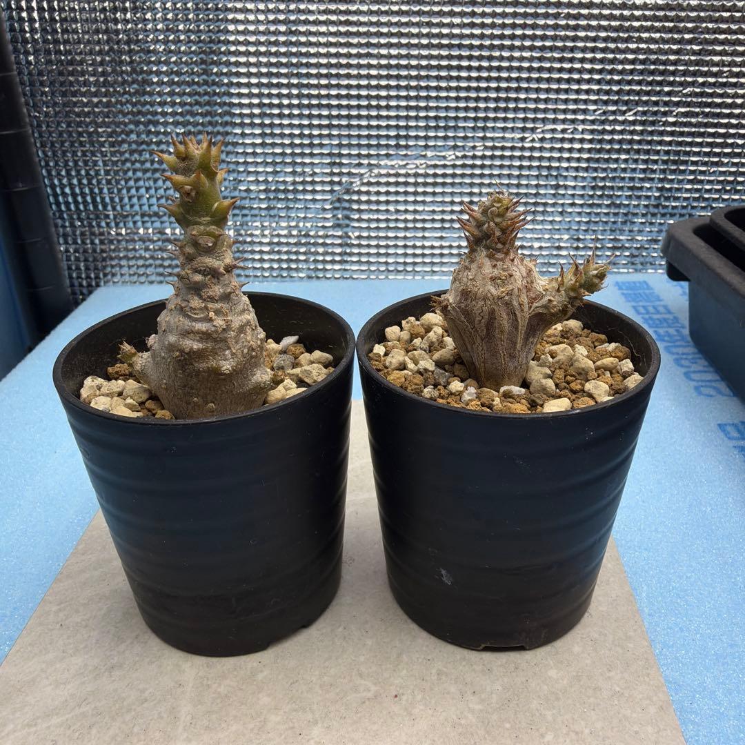 ウィンゾリー実生　国内播種