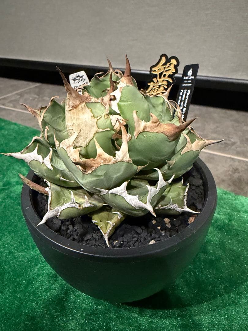 アガベ チタノタ 姫厳竜