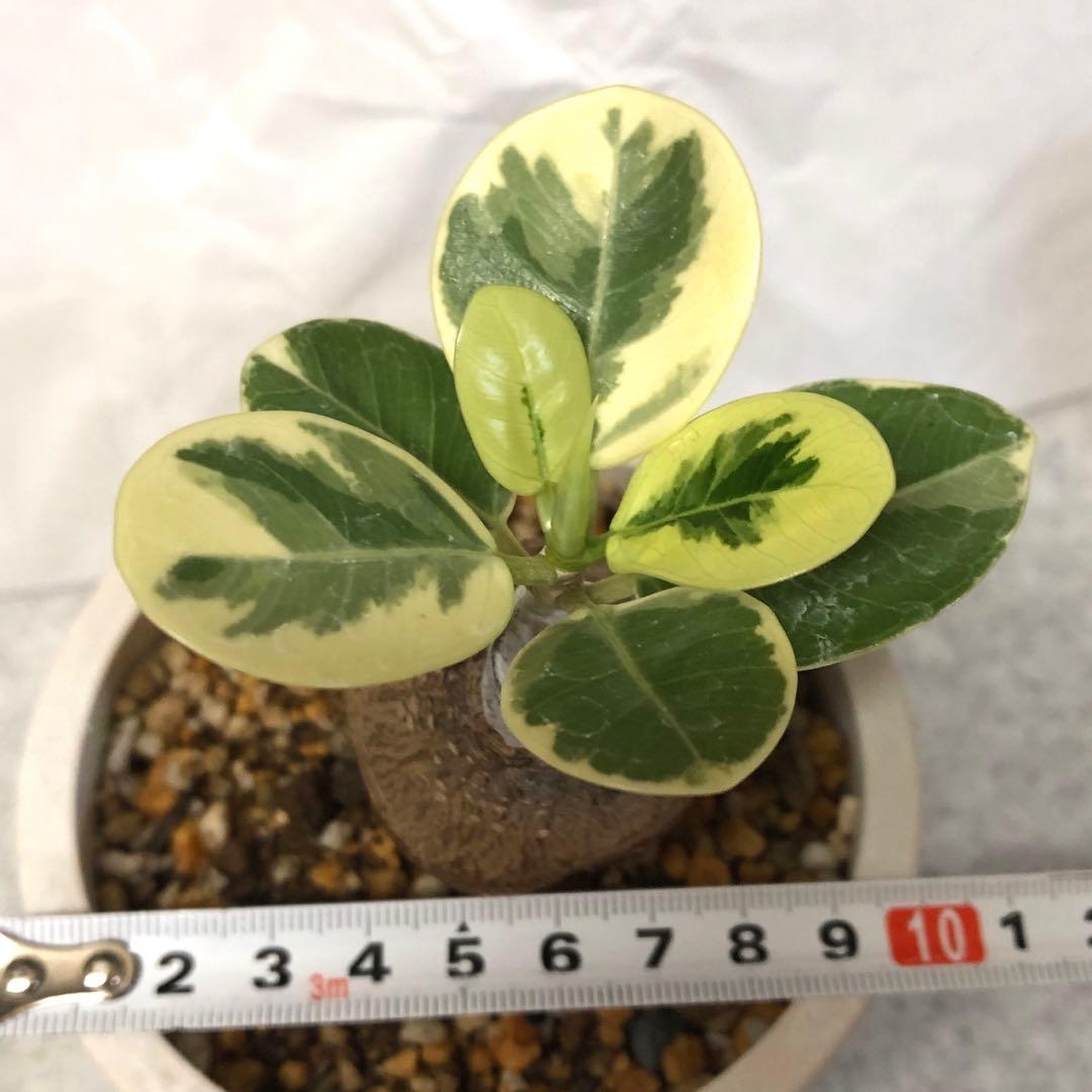 【まん丸】パンダ　ガジュマル　斑入り　接木