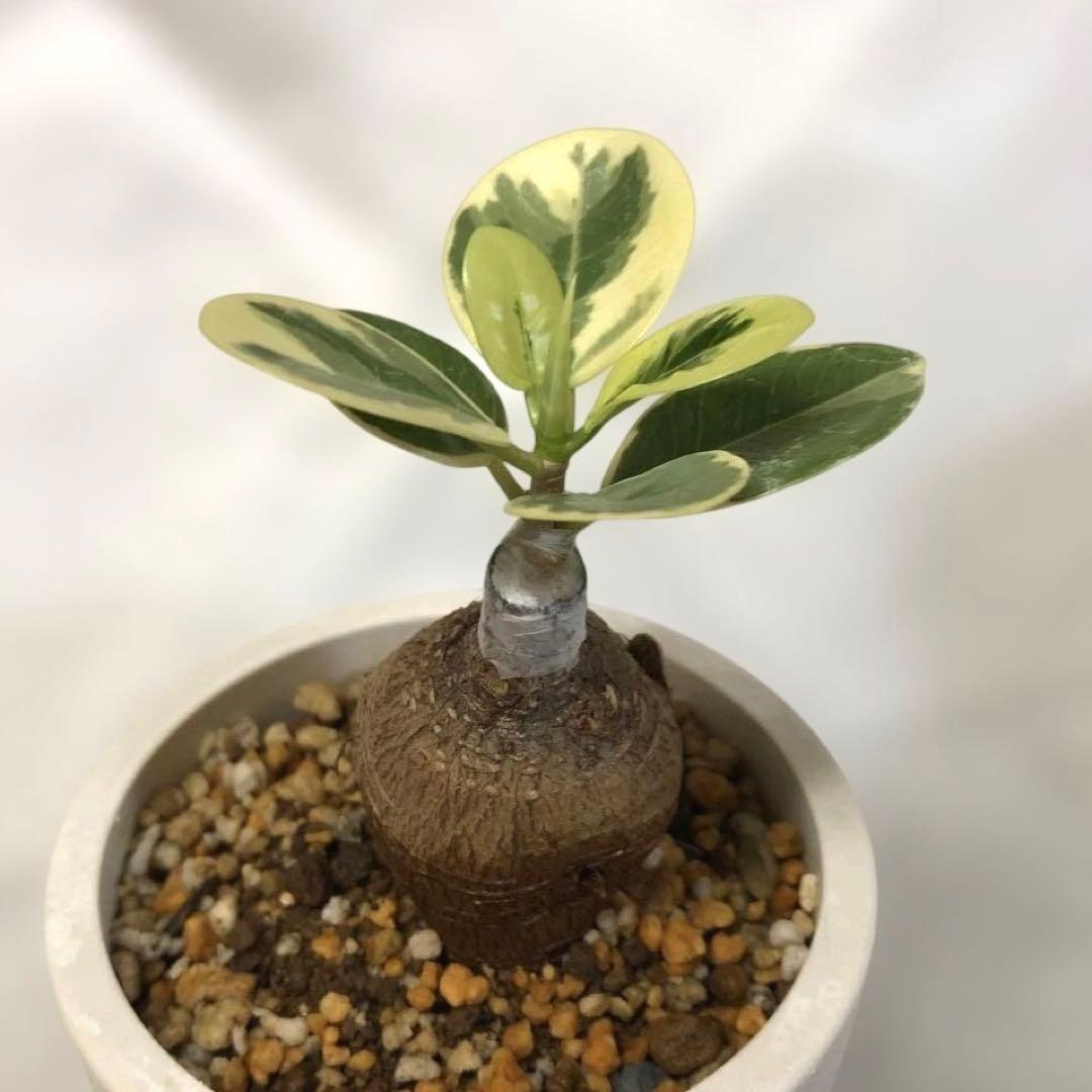 【まん丸】パンダ　ガジュマル　斑入り　接木