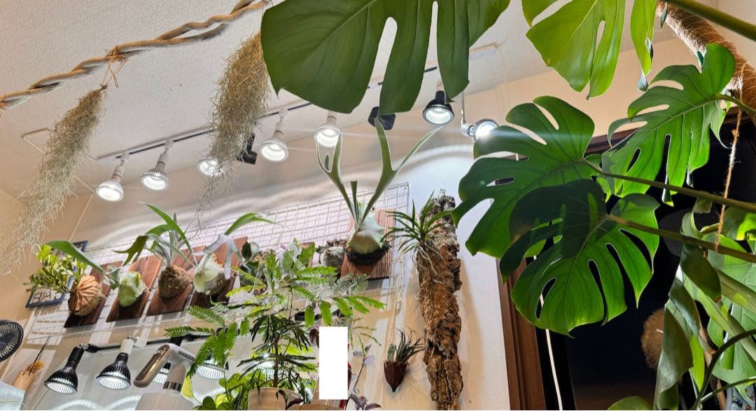 招き猫　中古　美品　BARREL LED 20W アマテラス　6個