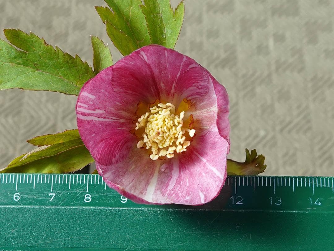 クリスマスローズ ss絞りピンク 親株放出品