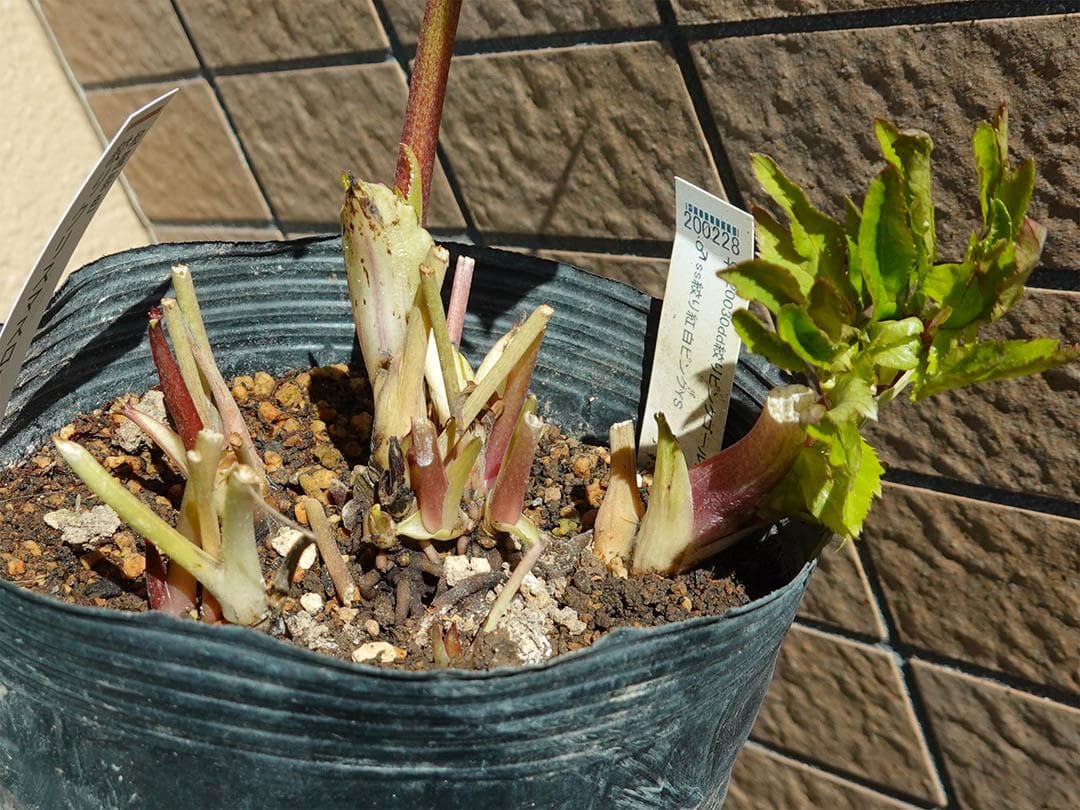 クリスマスローズ ss絞りピンク 親株放出品