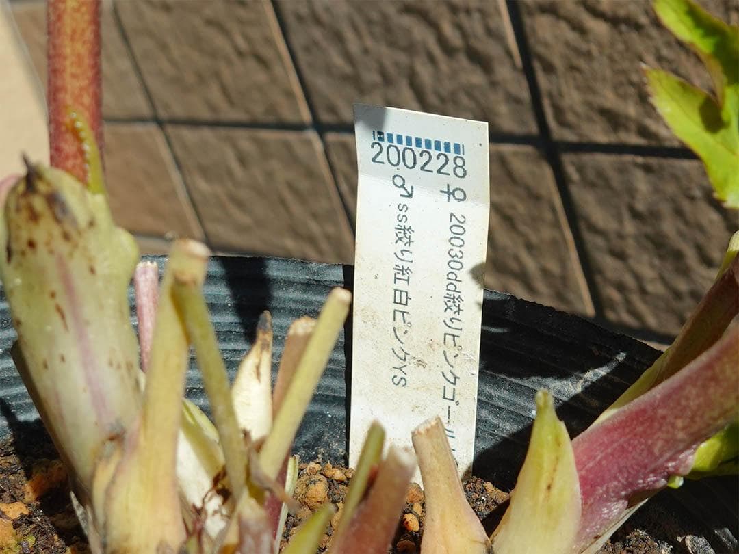 クリスマスローズ ss絞りピンク 親株放出品