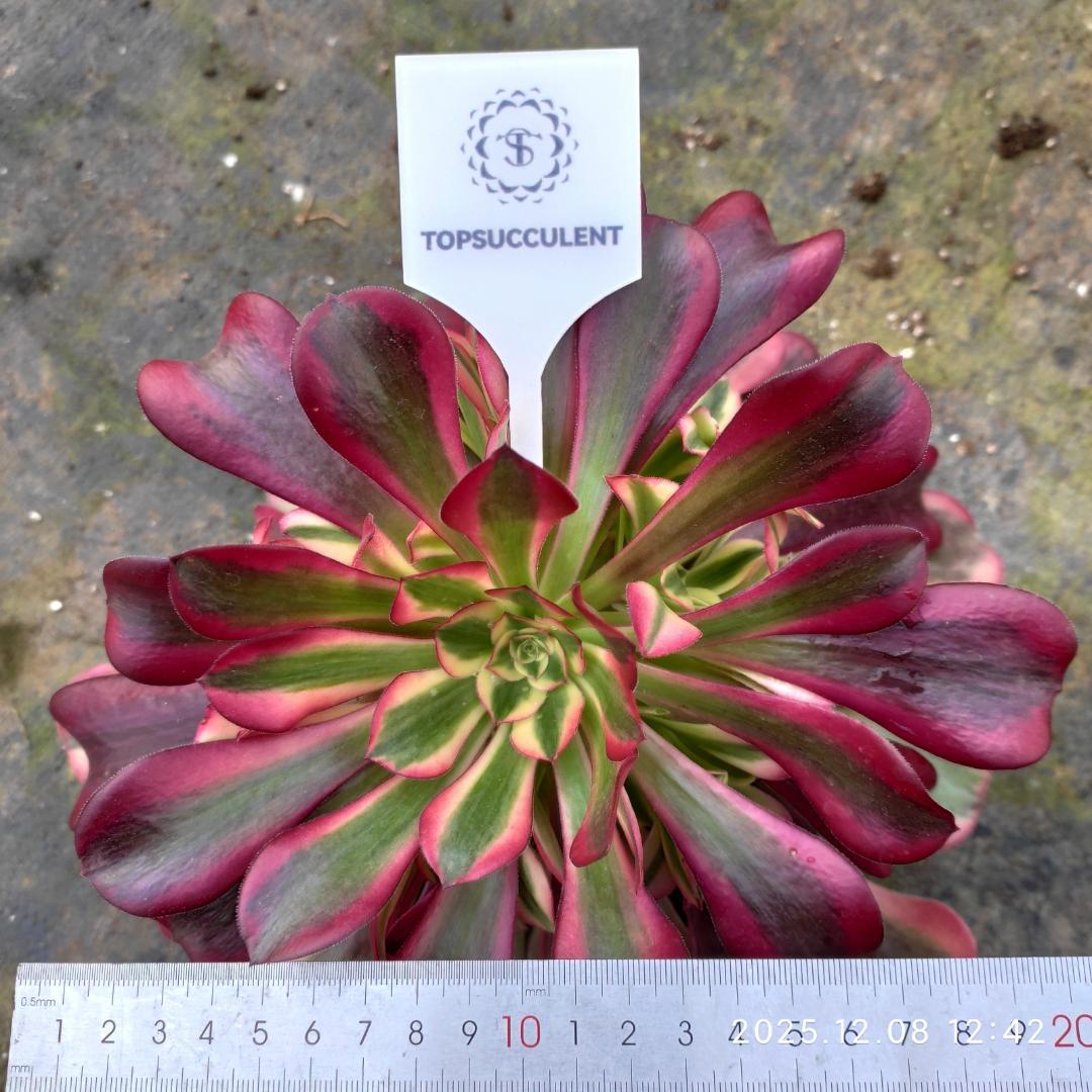 Top【選抜株】多肉植物　23224アエオニウム　メデューサ24個　鉢無し/脱土