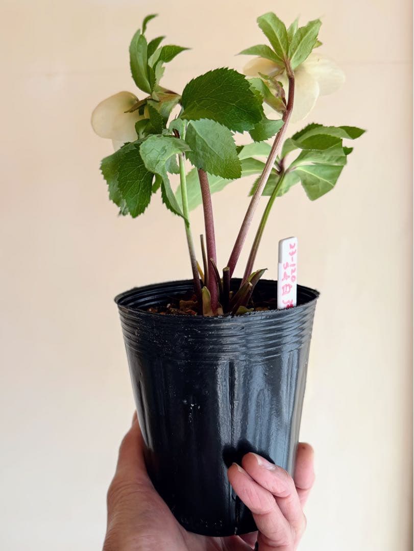 K*i様 ■加藤農園■ 強香 今シーズン株分け クリスマスローズ