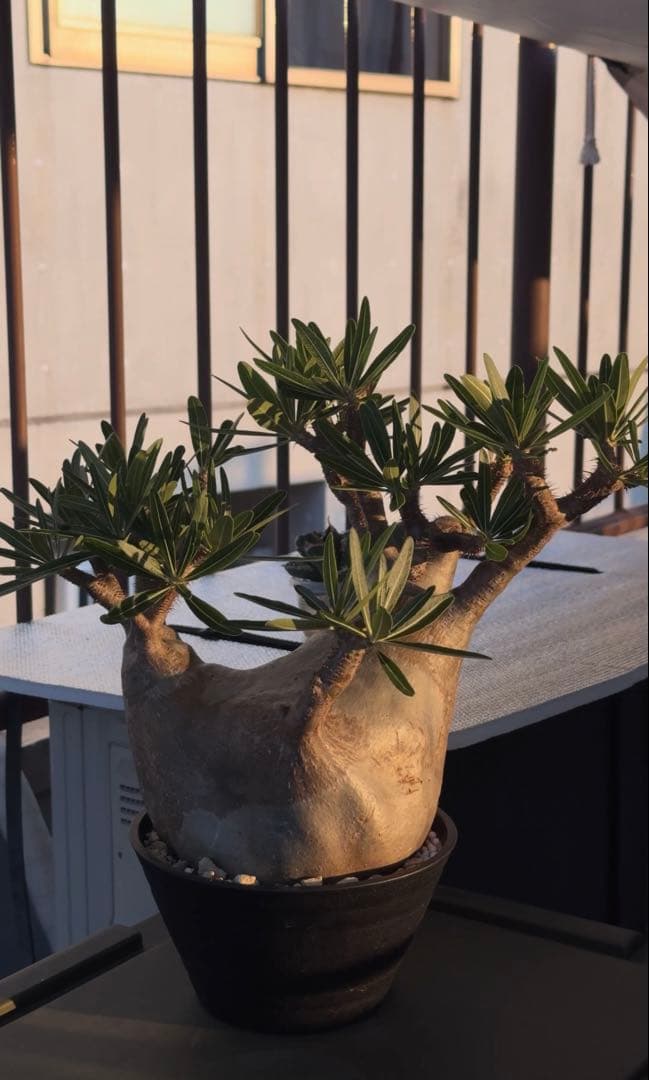 グラキリス大株　現地球発根株　鉢ごと発送