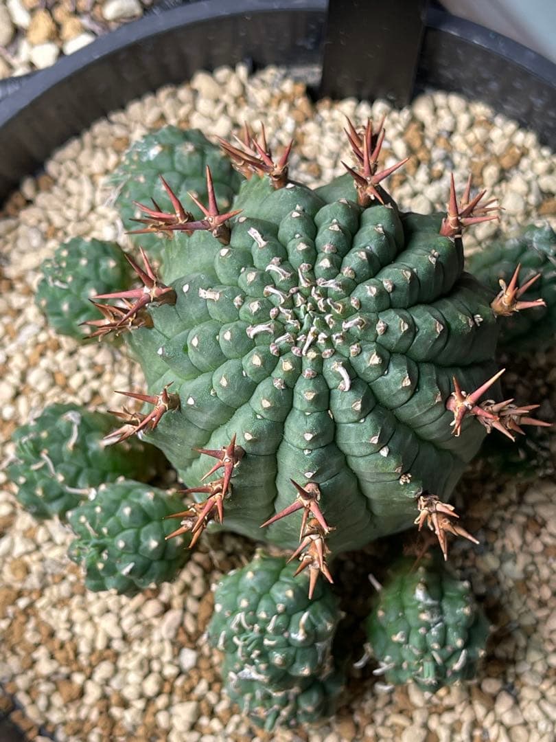 EMP ユーフォルビア 群生冠 実生 輸入球 / 中株 Yu167