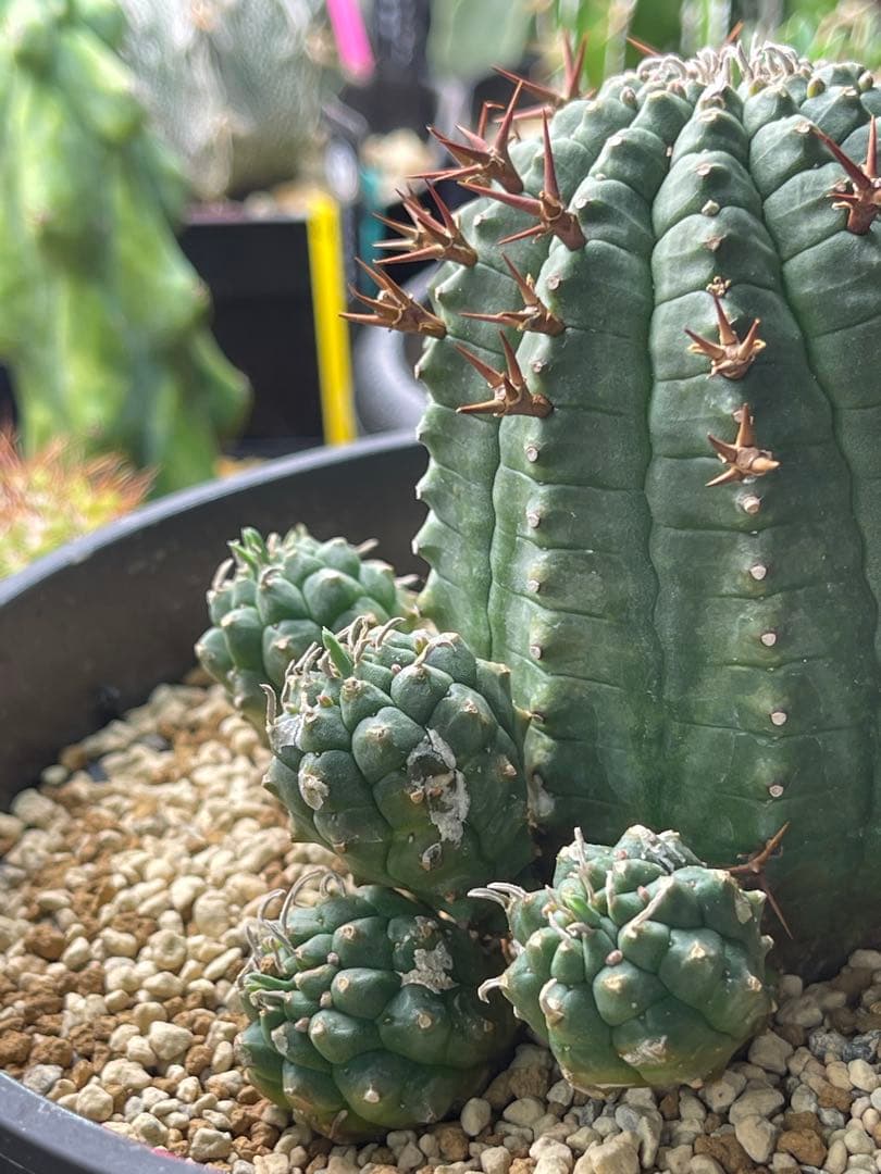 EMP ユーフォルビア 群生冠 実生 輸入球 / 中株 Yu167