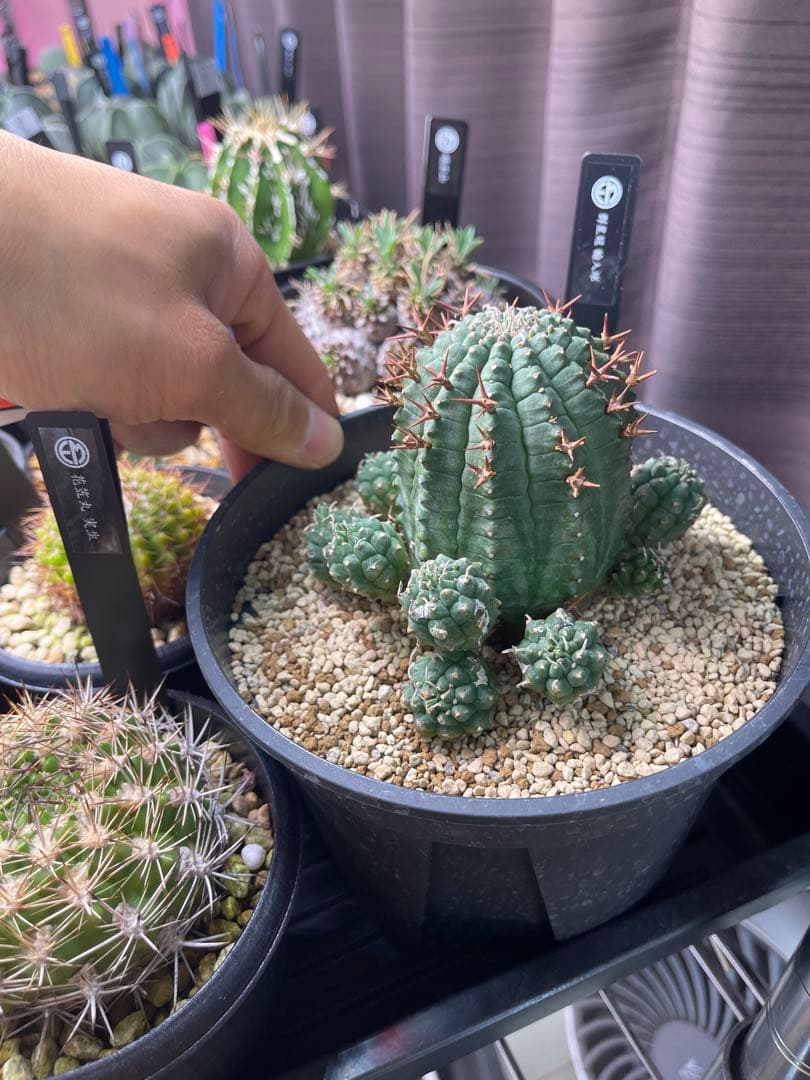 EMP ユーフォルビア 群生冠 実生 輸入球 / 中株 Yu167