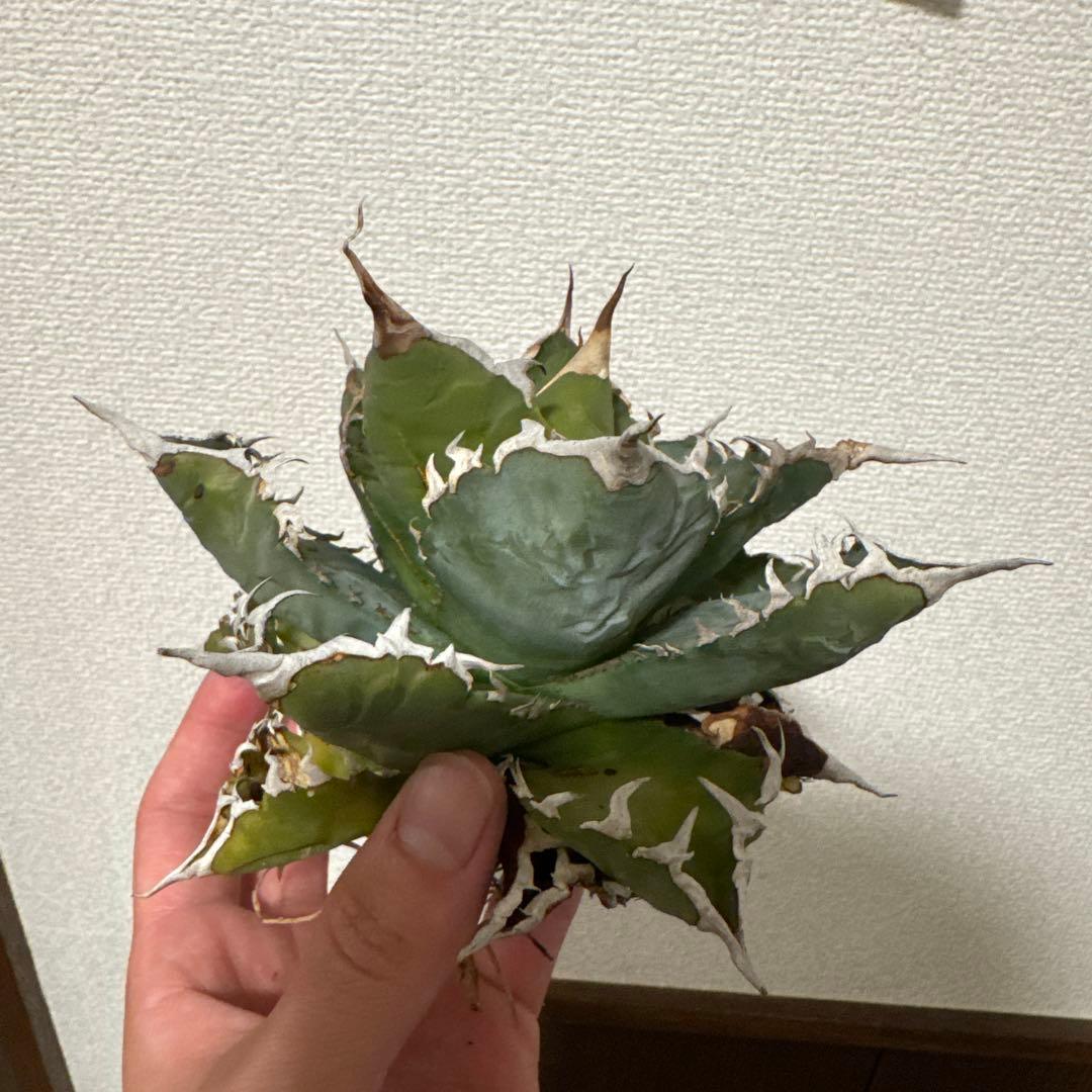 ちひろ様　確認用