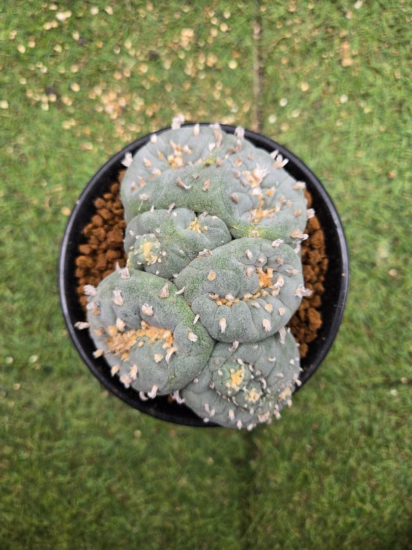 銀冠玉モンストー サ(カキコ)