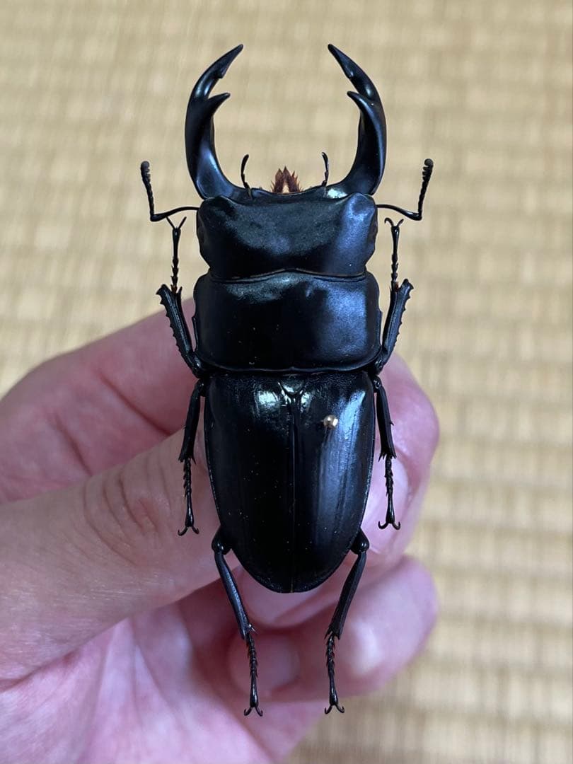 f*t様 オオクワガタ　F0 材割成虫採集個体70.7㎜