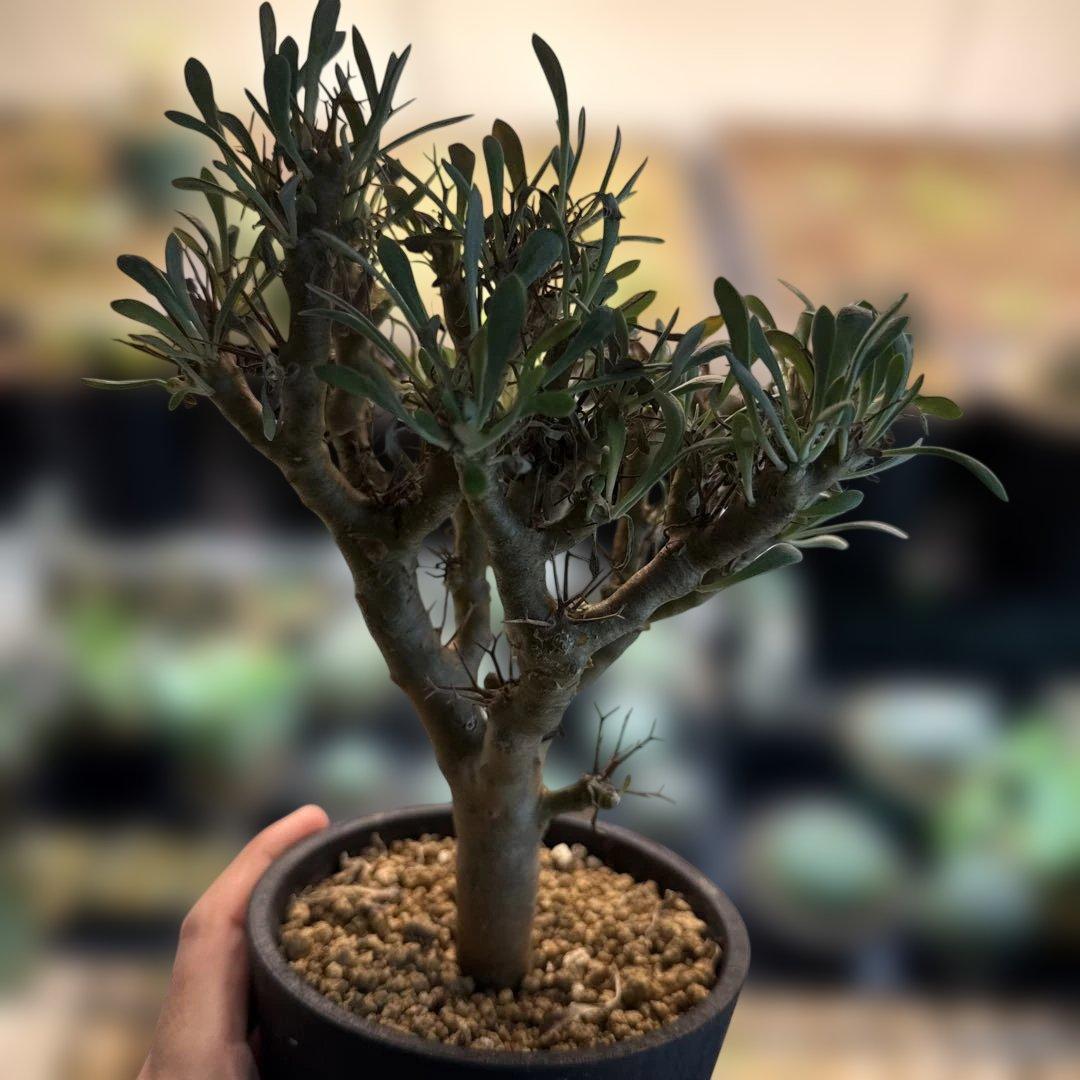 【極上】オトンナ・ユーフォルビオイデス 4号 美樹形　グラキリス 亀甲竜